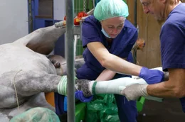 Patient Pferd: Tierärztin Hannah Regh (l.) und Dr Ulrich Walliser (r.) beim Gips anlegen nach einer gelungen OP.