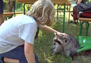 Waschb&auml;ren im Wohnzimmer? Die meisten w&uuml;rden sie nicht mal im Garten wollen! Ganz anders Gaby M&uuml;ller, die mit gleich vier Waschb&auml;ren zusammenlebt. Die Neuk&ouml;llnerin sieht sich als Vermittlerin zwischen Mensch und Waschb&auml;r. Gemeinsam mit Waschb&auml;r Molly veranstaltet sie spannende Erlebnistage f&uuml;r Berliner Stadtkinder. Dass Waschb&auml;ren keine Kuscheltiere sind, scheint aber nicht bei jedem Kind anzukommen. - Molly wird von einem Kind gestreichelt.