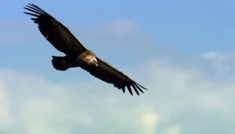 Elegant gleitet der G&auml;nsegeier &uuml;ber die Adria. Fast ohne Fl&uuml;gelschl&auml;ge legt er binnen kurzer Zeit riesige Strecken zur&uuml;ck - immer auf der Suche nach Fressbarem. Geier ern&auml;hren sich ausschlie&szlig;lich von Aas.