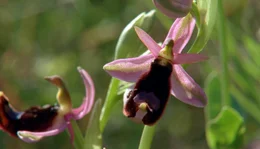 Auf dem Kalkboden des Dinarischen Gebirges wachsen viele botanische Kostbarkeiten wie diese Ragwurzorchidee.
