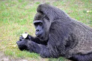 Gorilla-Dame Fatou feiert ihren 56. Geburtstag und mit diesem stattlichen Alter gilt sie als zweitältester Gorilla der Welt. Gorilla-Dame Fatou feiert ihren 56. Geburtstag und mit diesem stattlichen Alter gilt sie als zweitältester Gorilla der Welt.