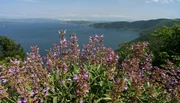 Hunderte von kleinen Inseln und das azurblaue Wasser der Adria machen Kroatien zu einem beliebten Urlaubsziel. Jede Insel ist anders und bietet dem Besucher ein individuelles St&uuml;ck K&uuml;ste.