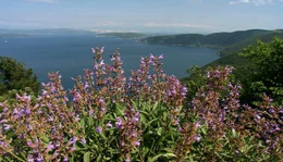 Hunderte von kleinen Inseln und das azurblaue Wasser der Adria machen Kroatien zu einem beliebten Urlaubsziel. Jede Insel ist anders und bietet dem Besucher ein individuelles St&uuml;ck K&uuml;ste.