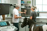 Dr. Ulrich Walliser (l.) erklärt der Besitzerin von Pony Muffin den Knie-Befund am Röntgenbild.