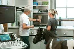 Dr. Ulrich Walliser (l.) erklärt der Besitzerin von Pony Muffin den Knie-Befund am Röntgenbild.