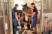 Patient Pferd - Vorbereitung zum Mobilen Röntgen: Dr. Christian Schreitmüller (l.) Alina Oberscheid (M.) und der tiermedizinische Fachangestellte Manuel Götz  (r.).
