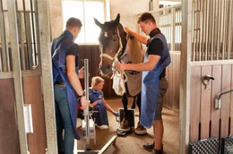 Patient Pferd - Vorbereitung zum Mobilen Röntgen: Dr. Christian Schreitmüller (l.) Alina Oberscheid (M.) und der tiermedizinische Fachangestellte Manuel Götz  (r.).