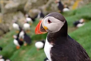Papageitaucher beim Br&uuml;ten in der H&ouml;hle, Shiant Isles, Schottland.