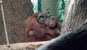 Die Orang-Utans im Zoo Frankfurt.