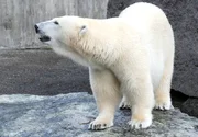 Eisbär Wilbär aus der Wilhelma Stuttgart, mittlerweile ein ausgewachsener Halbstarker. Eisbär Wilbär aus der Wilhelma Stuttgart, mittlerweile ein ausgewachsener Halbstarker.