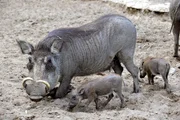 Bei uns das Wildschwein, das ist in Afrika das Warzenschwein. Gut sichtbar die Knubbel, Warzen, denen es seinen Namen verdankt. Im Berliner Zoo gibt es jetzt Nachwuchs bei den Warzenschweinen. Koraya würde sich sicherlich auch manchmal lieber einfach nur im Sand suhlen, doch im Elefantenhaus steht wie so oft Schule an. Füsse heben! Füsse senken! Dabei legt Koraya eine Eleganz an den Tag. Fast wie eine Ballerina. Bei uns das Wildschwein, das ist in Afrika das Warzenschwein. Gut sichtbar die Knubbel, Warzen, denen es seinen Namen verdankt. Im Berliner Zoo gibt es jetzt Nachwuchs bei den Warzenschweinen. Koraya würde sich sicherlich auch manchmal lieber einfach nur im Sand suhlen, doch im Elefantenhaus steht wie so oft Schule an. Füsse heben! Füsse senken! Dabei legt Koraya eine Eleganz an den Tag. Fast wie eine Ballerina.