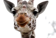 Der Giraffenbulle Kibu aus der Wilhelma. Der Giraffenbulle Kibu aus der Wilhelma.