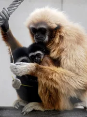 Gibbon mit Nachwuchs. Gibbon mit Nachwuchs.