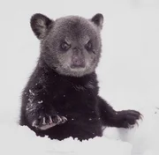 Der junge Schwarzb&auml;r hat gerade erst die H&ouml;hle seiner Geburt verlassen.
