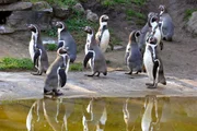 Einmal im Jahr werden bei den Humboldt-Pinguinen im Tierpark Berlin die Chips und die farbigen Ringe an den Flippern kontrolliert. Klingt nach Knabberspaß und Freizeitvergnügen, gehört aber zu den Routineaufgaben der Tierpfleger. Einmal im Jahr werden bei den Humboldt-Pinguinen im Tierpark Berlin die Chips und die farbigen Ringe an den Flippern kontrolliert. Klingt nach Knabberspaß und Freizeitvergnügen, gehört aber zu den Routineaufgaben der Tierpfleger.