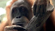 Orang-Utan-Dame Sirih vor ihrer Abreise in die USA.