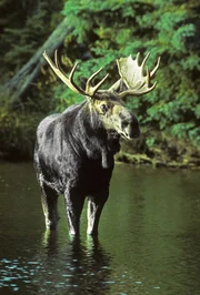 Elchbulle im Wasser bei den Gro&szlig;en Seen Nordamerikas.