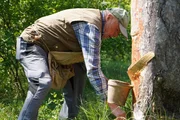 Gerhold Wöhrer beim Anbringen eines Pechertöpferls an einer Schwarzföhre. Gerhold Wöhrer beim Anbringen eines Pechertöpferls an einer Schwarzföhre.