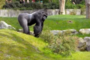 Gorilla Ivo präsentiert sich im Zoo Berlin. Gorilla Ivo präsentiert sich im Zoo Berlin.