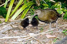 Die Bestand der Waldhenne hat sich auf Lord Howe seit dem Verschwinden der Ratten in nur 6 Jahren verzehnfacht.