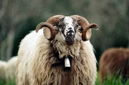 Das Landaise-Schaf ist eine jener alten Nutztierrassen, die zwar weniger produktiv, daf&uuml;r aber perfekt an die Lebensr&auml;ume im S&uuml;dwesten Frankreichs angepasst sind. Landwirt R&eacute;mi ist &uuml;berzeugt, dass die Zukunft der Tierhaltung in solchen Rassen liegt.