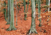 Buchenwald Halbendorf.