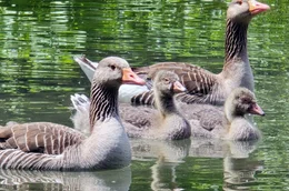 Graugans-Eltern sind immer aufmerksam und bereit, ihre G&ouml;ssel zu verteidigen. Die V&ouml;gel pflegen komplexe soziale Bindungen untereinander und zeigen zudem ein hohes Ma&szlig; an Individualit&auml;t.