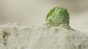 Die kleine Raupe &uuml;berwindet auf ihrer Reise W&uuml;sten - f&uuml;r Menschen nur ein Sandweg.
