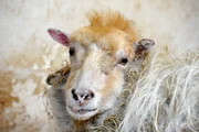 Die Oma der kleinen Zwergziege. Die Oma der kleinen Zwergziege.