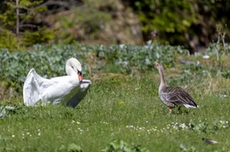 Mit Drohgeb&auml;rden versucht ein Schwan eine Graugans einzusch&uuml;chtern und sein Habitat zu verteidigen. Doch die unscheinbaren V&ouml;gel besitzen eine bemerkenswerte F&auml;higkeit zur Probleml&ouml;sung und Entscheidungsfindung ...
