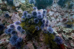 Purpurseeigel fressen Kelp und anderen Seetang. Dort, wo sie keine nat&uuml;rlichen Feinde wie etwa Seeotter haben, zerst&ouml;ren sie die artenreichen Kelpw&auml;lder.