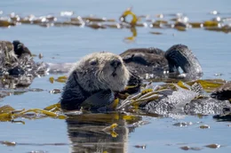 Seeotter wurde lange wegen ihres dichten Fells gejagt, bis sie fast ausgestorben waren.