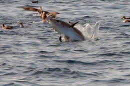 Auch das Mittelmeer erw&auml;rmt sich: Wenn die vom Mistralwind verursachte Durchmischung der Wasserschichten ausbleibt, gelangen N&auml;hrstoffe aus der Tiefe nicht mehr nach oben. Die Folgen f&uuml;r Fische, Seev&ouml;gel und Korallen sind dramatisch.