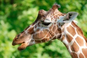 Ganz ungew&ouml;hnlich: Giraffen haben blauen Zungen.
