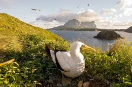 Paradies im Pazifik: Lord Howe Island ist Unesco-Weltnaturerbe mit einer einzigartigen Tier- und Unterwasserwelt.