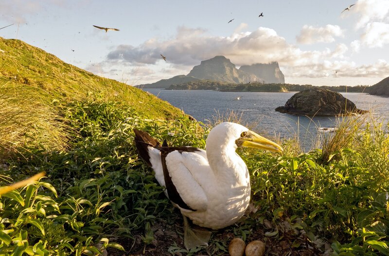Lord Howe Island - Das gerettete Paradies (D, 2026)