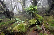 Der mystische Nebelwald auf dem Plateau des Mount Gower.