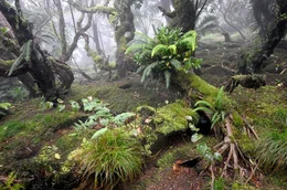Der mystische Nebelwald auf dem Plateau des Mount Gower.