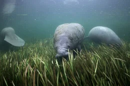 Seek&uuml;he grasen wie Rinder auf der Weide &ndash; unter Wasser. Die lebensnotwendigen Seegraswiesen in den Fl&uuml;ssen und Marschen werden allerdings selten.