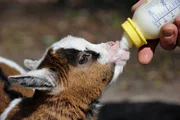 Die kleine Zwergziege muss mit Milch gefüttert werden, da die Mutter keine Milch geben kann. Die kleine Zwergziege muss mit Milch gefüttert werden, da die Mutter keine Milch geben kann.