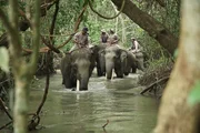 Seit einigen Jahren schieben Parkwächter mit ihren zahmen Elefanten in Nationalparks Wache. Eine ihrer Aufgaben: Wilde Elefanten an den Grenzflüssen aufspüren und zurücktreiben, damit sie das Schutzgebiet nicht verlassen. Seit einigen Jahren schieben Parkwächter mit ihren zahmen Elefanten in Nationalparks Wache. Eine ihrer Aufgaben: Wilde Elefanten an den Grenzflüssen aufspüren und zurücktreiben, damit sie das Schutzgebiet nicht verlassen.
