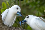 Erfolgreiche J&auml;ger: Feenseeschwalben bedienen sich an der einzigartigen Wasserwelt von Lord Howe Island, zu der auch das s&uuml;dlichste Korallenriff der Welt geh&ouml;rt.