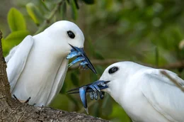 Erfolgreiche J&auml;ger: Feenseeschwalben bedienen sich an der einzigartigen Wasserwelt von Lord Howe Island, zu der auch das s&uuml;dlichste Korallenriff der Welt geh&ouml;rt.