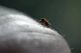 Eine M&uuml;cke kann Viren nur &uuml;bertragen, wenn sie sich vorher bei Mensch oder Tier infiziert hat. Danach bleibt sie lebenslang ansteckend und kann das Virus bei jedem Stich weitergeben.
