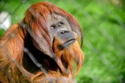 Orang-Utan im Zoo Berlin Orang-Utan im Zoo Berlin