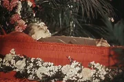 ARD/rbb STALINS TOD, "Das Ende einer &Auml;ra", Film von Martin H&uuml;bner und J&uuml;rgen Ast.