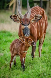 Bongo-Antilope mit Jungtier. Bongo-Antilope mit Jungtier.