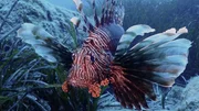 Feuerfisch im Mittelmeer. Feuerfisch im Mittelmeer.