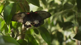 Endlich, aus der kleinen Raupe ist ein sch&ouml;ner Schmetterling geworden.