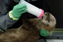 Im Monterey Bay Aquarium werden verwaiste Otterwelpen aufgezogen und im Erwachsenenalter wieder ausgewildert, um das &Uuml;berleben der vom Aussterben bedrohten Art zu gew&auml;hrleisten.
